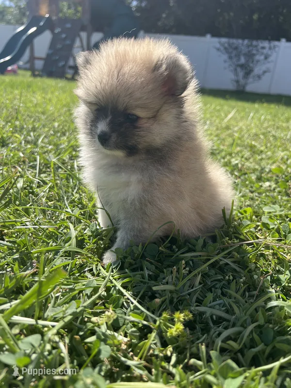 Bella – Pomeranian puppy for sale in Ocala, FL