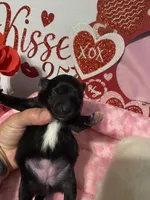 Autumn, a female Pomeranian for sale in Ocala, FL – Photo 5 of 6