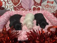 Autumn, a female Pomeranian for sale in Ocala, FL – Photo 1 of 6