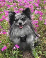 Autumn, a female Pomeranian for sale in Ocala, FL – Photo 2 of 6