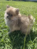 Teddy , a male Pomeranian for sale in Ocala, FL – 2 of 2