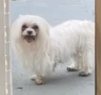 Panzie, a female Maltese for sale in Ocala, FL – Photo 1 of 2