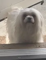 Panzie, a female Maltese for sale in Ocala, FL – Photo 2 of 2