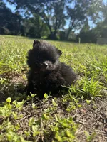 Autumn’s Pup, a female Pomeranian for sale in Ocala, FL – Photo 3 of 8