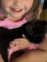 Autumn’s Pup, a female Pomeranian for sale in Ocala, FL – Photo 1 of 8