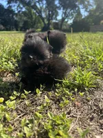 Autumn’s Pup, a female Pomeranian for sale in Ocala, FL – Photo 5 of 8