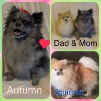 Autumn’s Pup, a female Pomeranian for sale in Ocala, FL – Photo 8 of 8