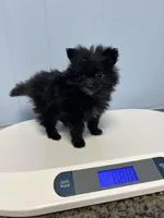 Autumn’s Pup, a female Pomeranian for sale in Ocala, FL – Photo 7 of 8