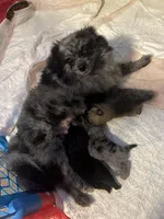 Autumn’s Pup, a female Pomeranian for sale in Ocala, FL – Photo 6 of 8