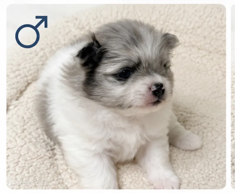 Foxy boy  – Pomeranian puppy for sale in Ocala, FL