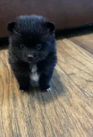 Autumn, a female Pomeranian for sale in Ocala, FL – Photo 1 of 10