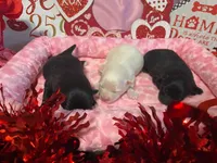 Autumn, a female Pomeranian for sale in Ocala, FL – Photo 2 of 10