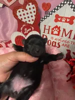 Autumn, a female Pomeranian for sale in Ocala, FL – Photo 7 of 10