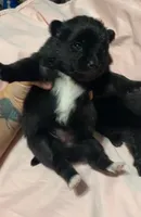 Autumn, a female Pomeranian for sale in Ocala, FL – Photo 4 of 10