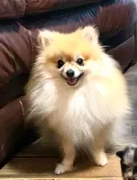 Autumn, a female Pomeranian for sale in Ocala, FL – Photo 9 of 10