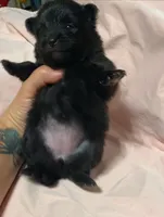 Autumn, a female Pomeranian for sale in Ocala, FL – Photo 6 of 10