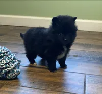 Autumn, a female Pomeranian for sale in Ocala, FL – Photo 5 of 10