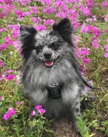 Spring, a female Pomeranian for sale in Ocala, FL – Photo 2 of 3