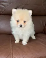 Spring, a female Pomeranian for sale in Ocala, FL – Photo 1 of 3