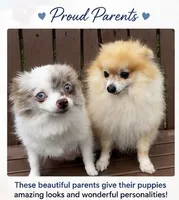 Foxy girl, a female Pomeranian for sale in Ocala, FL – 2 of 4
