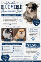Amethyst Boy, a male Pomeranian for sale in Ocala, FL – 2 of 3