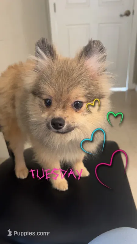 Joey – Pomeranian puppy for sale in Ocala, FL