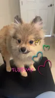 Joey, a male Pomeranian for sale in Ocala, FL – 1 of 4