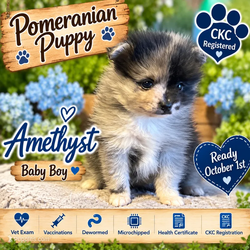 Amethyst Boy – Pomeranian puppy for sale in Ocala, FL