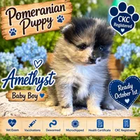 Amethyst Boy, a male Pomeranian for sale in Ocala, FL – 1 of 5