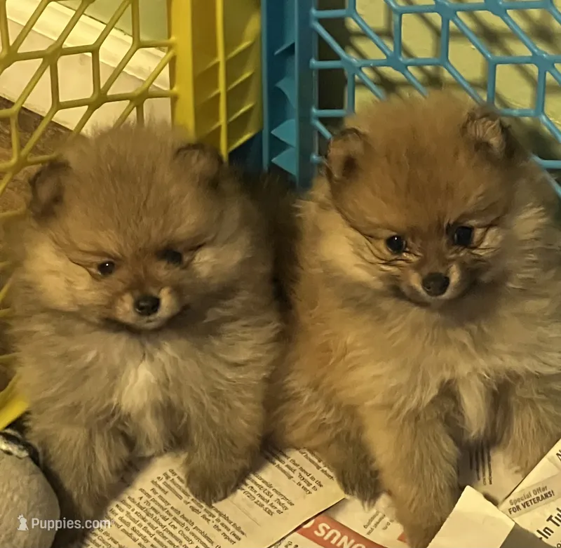 Stephanie – Pomeranian puppy for sale in Ocala, FL