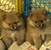 Stephanie, a female Pomeranian for sale in Ocala, FL – 1 of 1