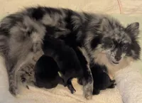 Bindi’s Boy, a male Pomeranian for sale in Ocala, FL – Photo 4 of 7