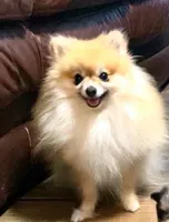 Bindi’s Boy, a male Pomeranian for sale in Ocala, FL – Photo 6 of 7