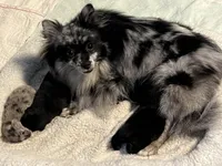 Bindi’s Boy, a male Pomeranian for sale in Ocala, FL – Photo 5 of 7