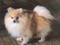 Bindi’s Boy, a male Pomeranian for sale in Ocala, FL – Photo 7 of 7