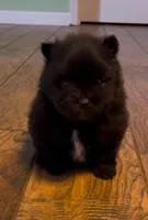 Bindi’s Boy, a male Pomeranian for sale in Ocala, FL – Photo 2 of 7