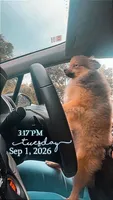 Joey, a male Pomeranian for sale in Ocala, FL – 2 of 4