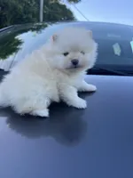 Squirrels, a male Pomeranian for sale in Ocala, FL – Photo 2 of 3
