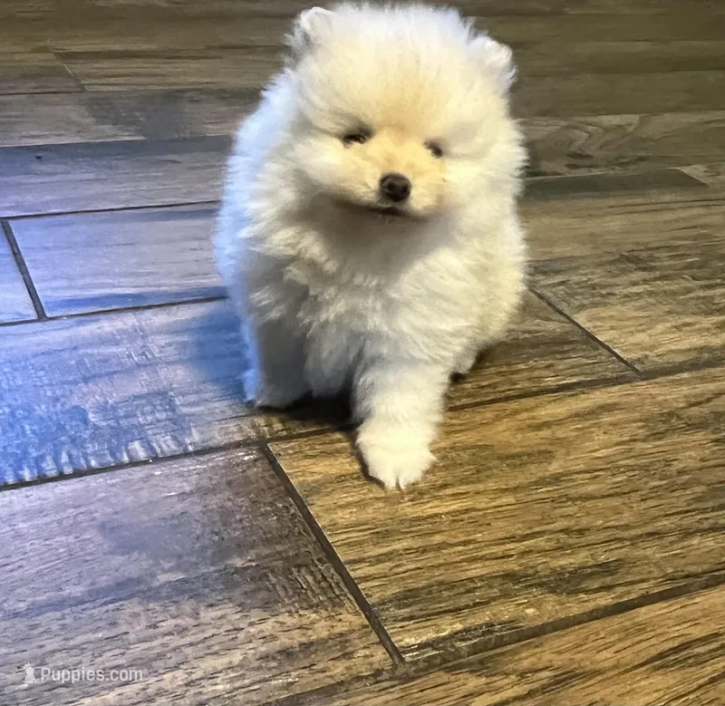 Squirrels – Pomeranian puppy for sale in Ocala, FL