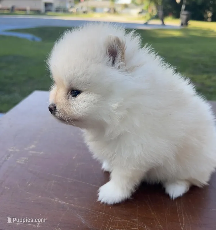 Squirrels – Pomeranian puppy for sale in Ocala, FL