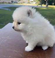 Squirrels, a male Pomeranian for sale in Ocala, FL – Photo 1 of 3