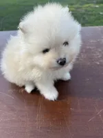 Squirrels, a male Pomeranian for sale in Ocala, FL – Photo 3 of 3