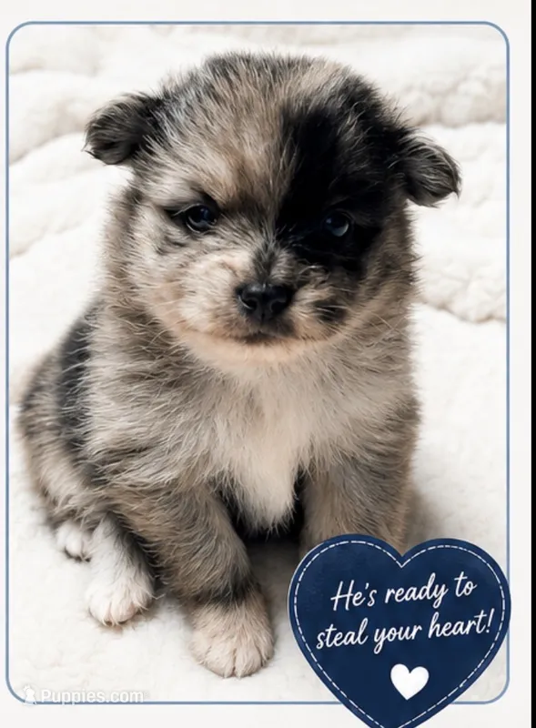Amethyst Boy – Pomeranian puppy for sale in Ocala, FL