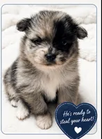 Amethyst Boy, a male Pomeranian for sale in Ocala, FL – 1 of 3
