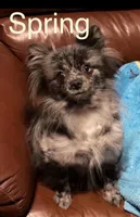 Spring, a male Pomeranian for sale in Ocala, FL – Photo 5 of 5