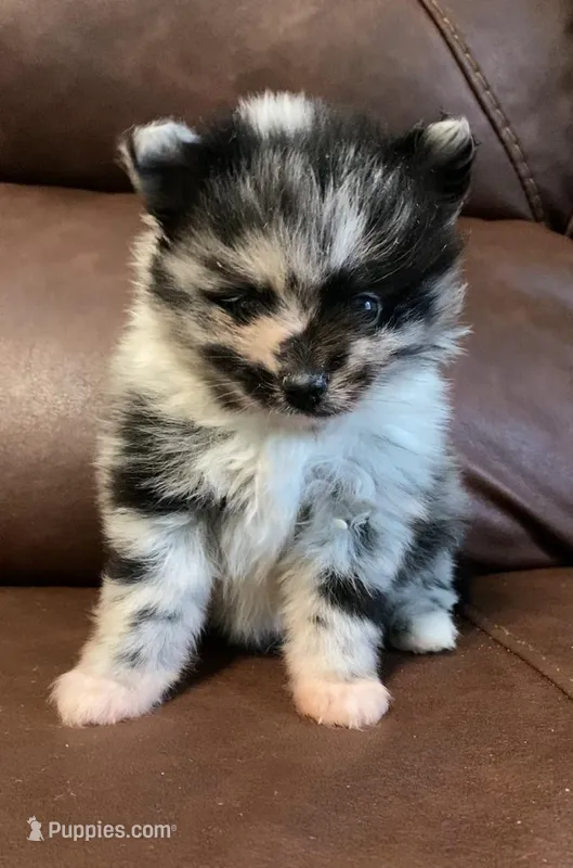 Spring, a male Pomeranian for sale in Ocala, FL – Photo 1 of 5