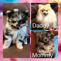 Spring, a male Pomeranian for sale in Ocala, FL – Photo 3 of 5