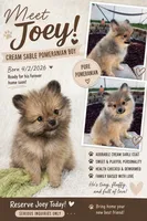 Joey, a male Pomeranian for sale in Ocala, FL – 4 of 4