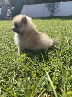 Bella, a female Pomeranian for sale in Ocala, FL – 2 of 2