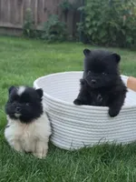 Violet, a female Pomeranian for sale in Vancouver, WA – 3 of 6